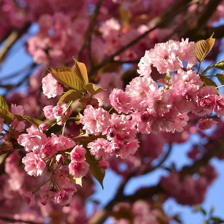 Rose Garden Nyaraló *