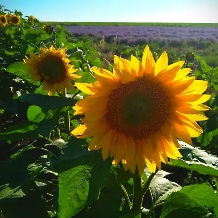 Holiday home Rose Garden
