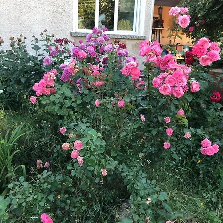 Rose Garden