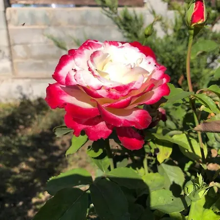 Rose Garden *