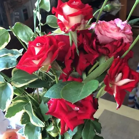 Holiday home Rose Garden