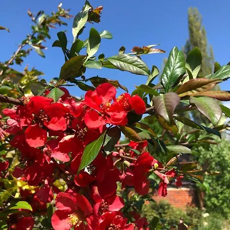 Holiday home Rose Garden